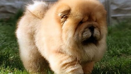 如何挑选纯种狮松犬？新手看完直接抄作业