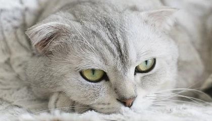 国子软件中标:浙江五石中正工程咨询有限公司关于台州开放大学资产管理软件更新采购项目的结果公告