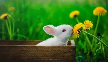 西平县人民医院体检软件更新功能项目-竞争性磋商公告