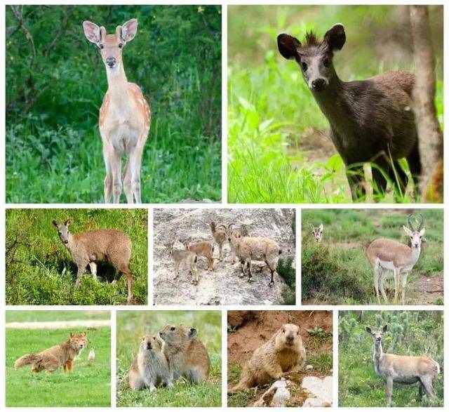 “感谢大家支持我大闹天宫……”蔡国强烟花秀现场感言视频披露，又遭质疑！