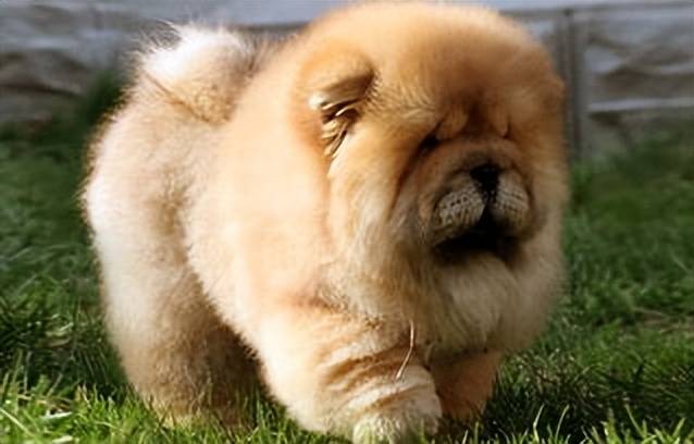 如何挑选纯种狮松犬？新手看完直接抄作业