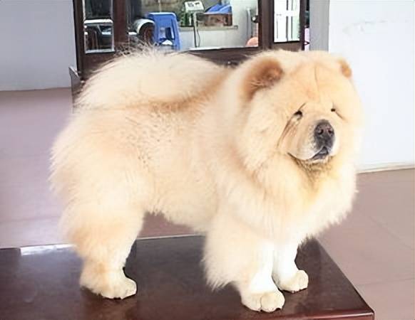 如何挑选纯种狮松犬？新手看完直接抄作业