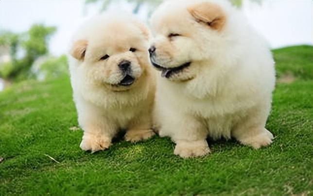 如何挑选纯种狮松犬？新手看完直接抄作业